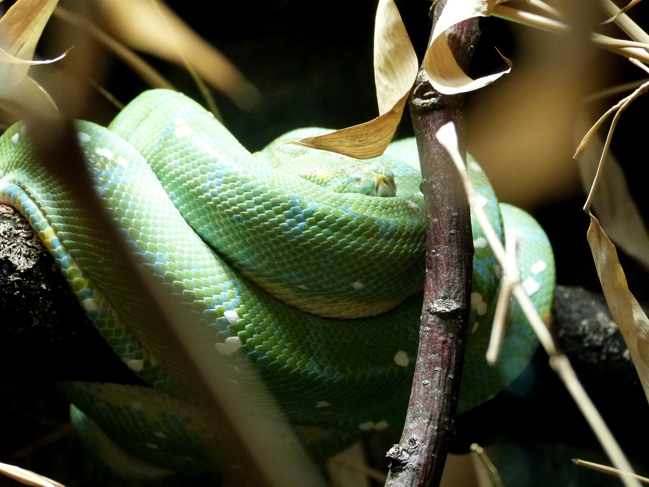 ¿Cómo funciona el serpentín de cobre?