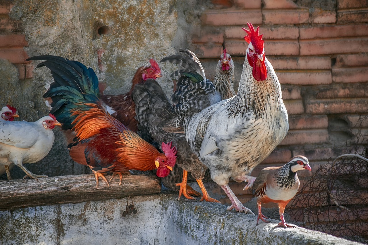 ¿Cómo el Gallo Se Convirtió en el Símbolo de las Veletas?