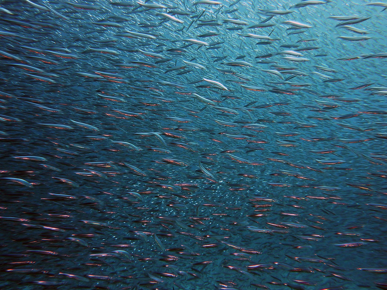 ¿Cómo elegir los peces adecuados para un acuario de 100 litros?”