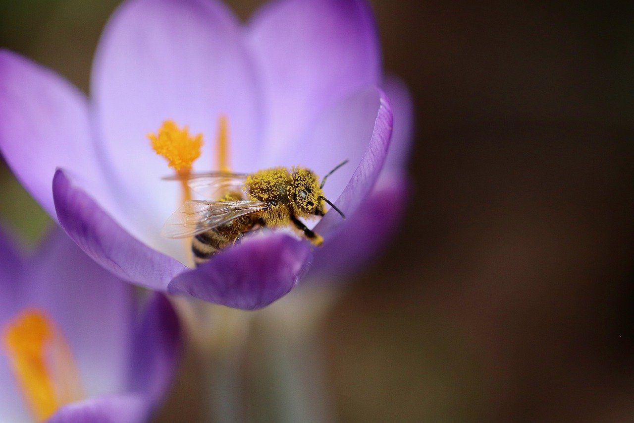 Qué es la cera de abeja y cuándo la producen. – Miel Sabinares del Arlanza