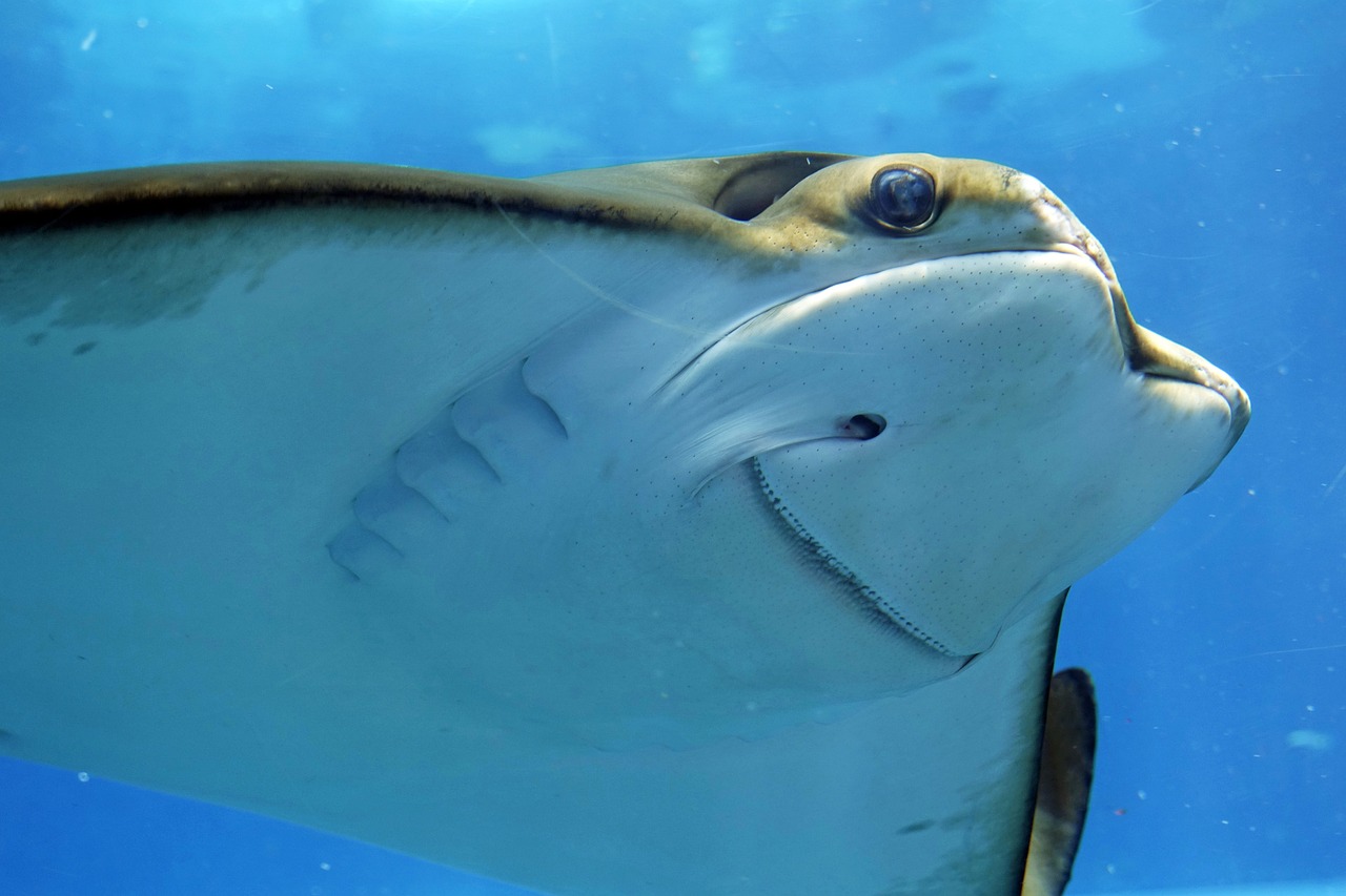 Cómo configurar el termostato de un acuario