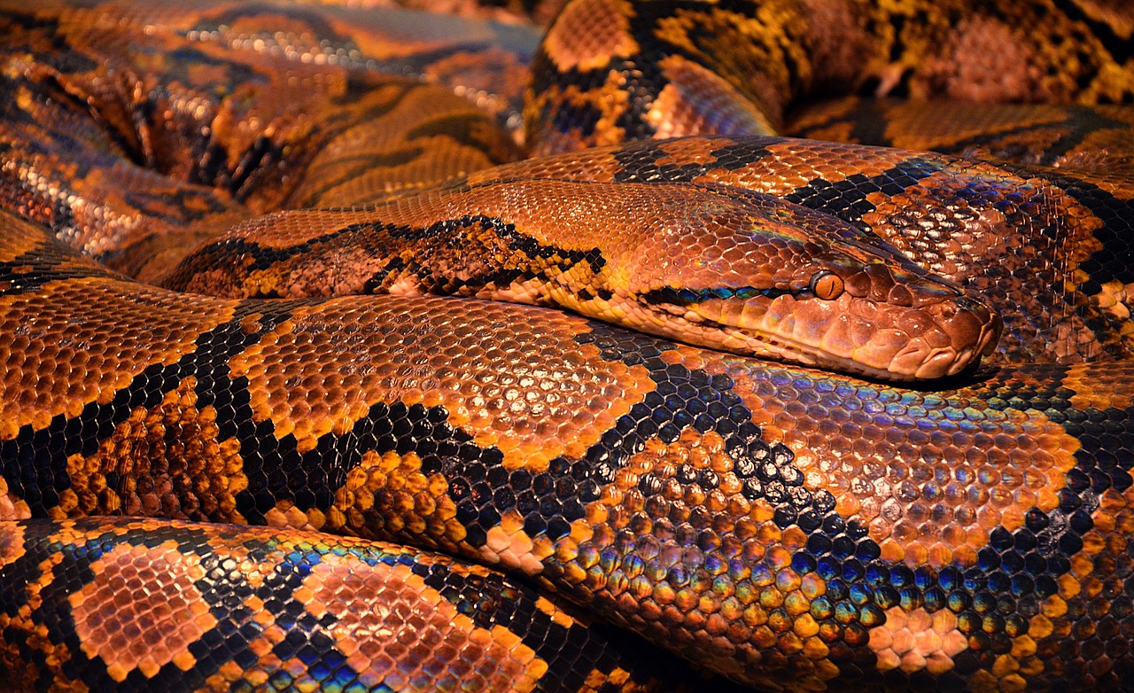 ¿Cómo son diferentes la serpiente y la culebra?”