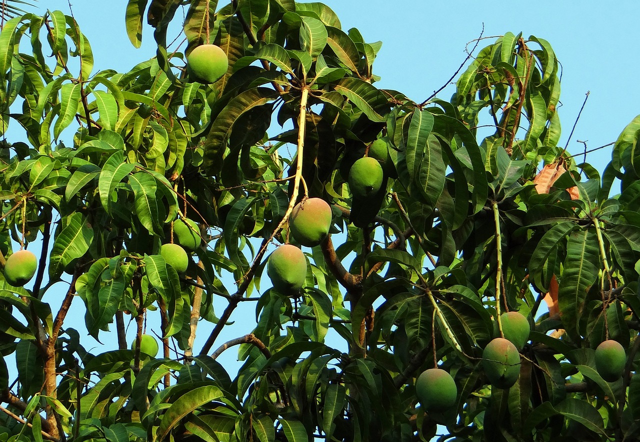 Descubriendo la diferencia entre un mango hembra y macho