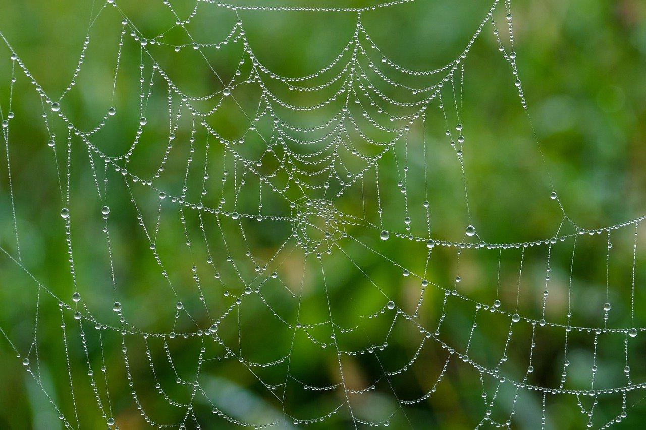 ¡Descubre Cuántos Metros Puede Tirar una Araña con su Telaraña!