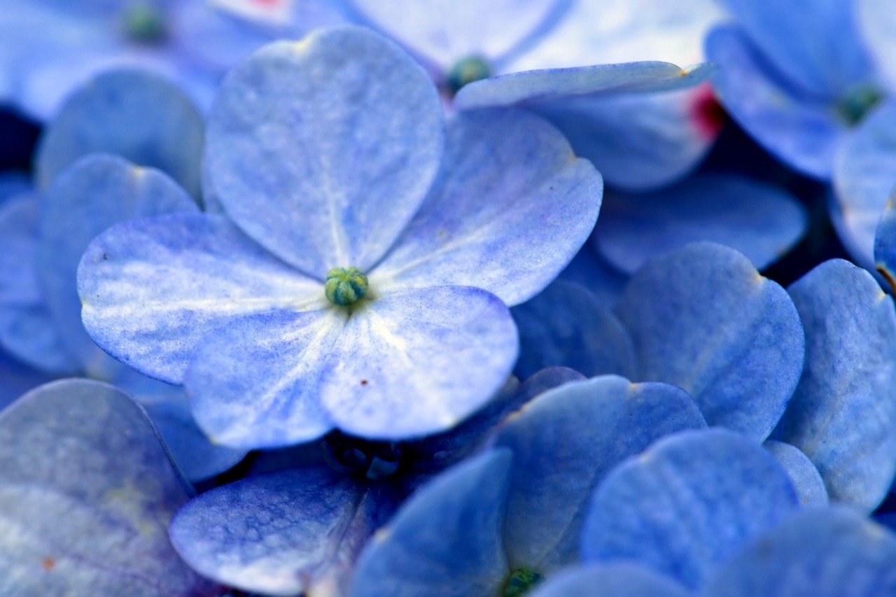 ¿Cómo plantar hortensias para obtener los mejores resultados?