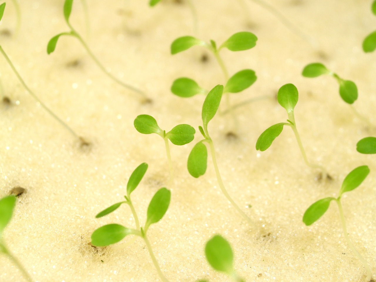 Cómo construir un cultivo hidropónico casero: ¿Qué necesitas?”