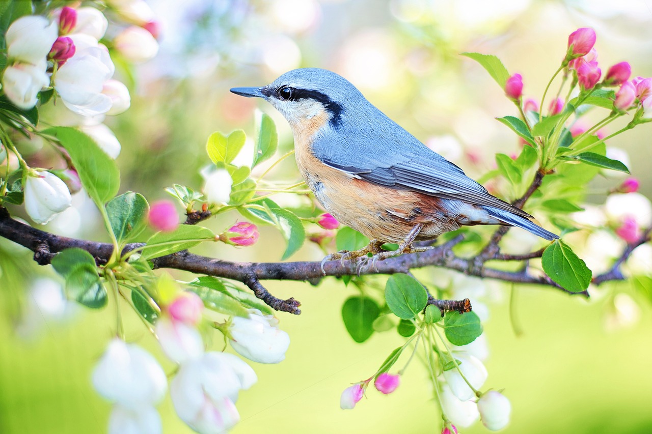 10 Flores que Debes Tener en tu Casa