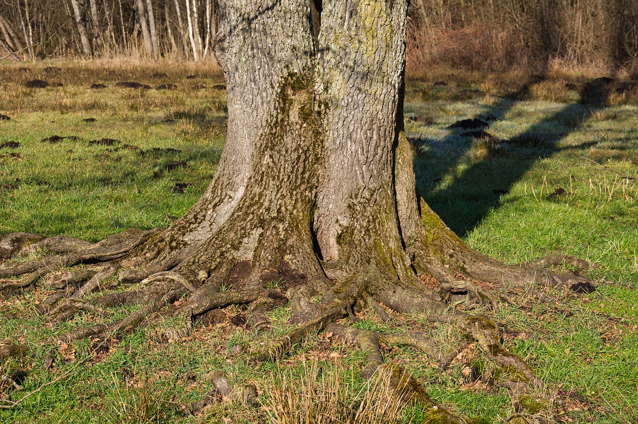 Cómo enraizar una rama de Hibisco: Una guía paso a paso