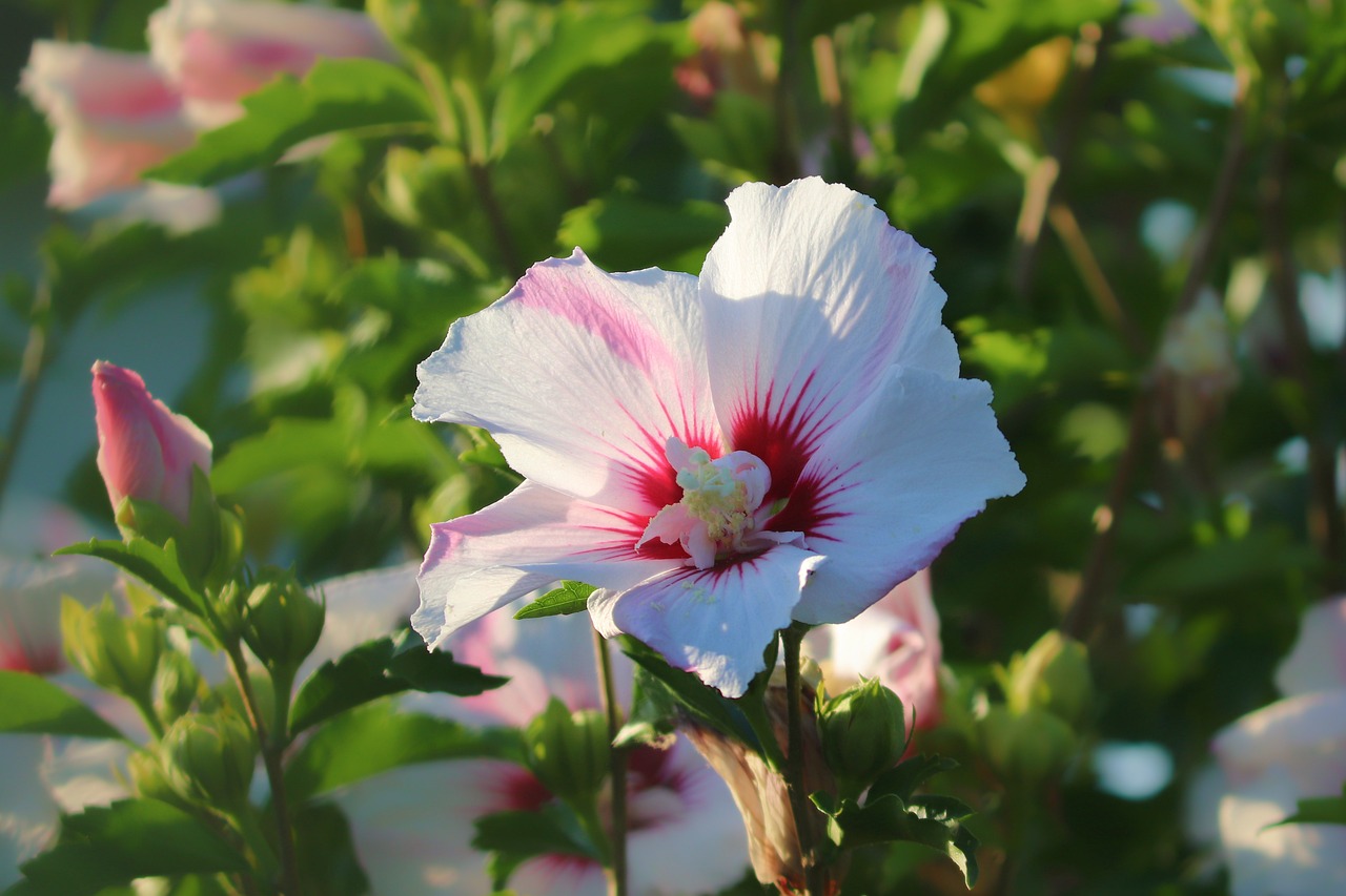 ¿Cuánto Tiempo Lleva que un Hibiscus Crezca?