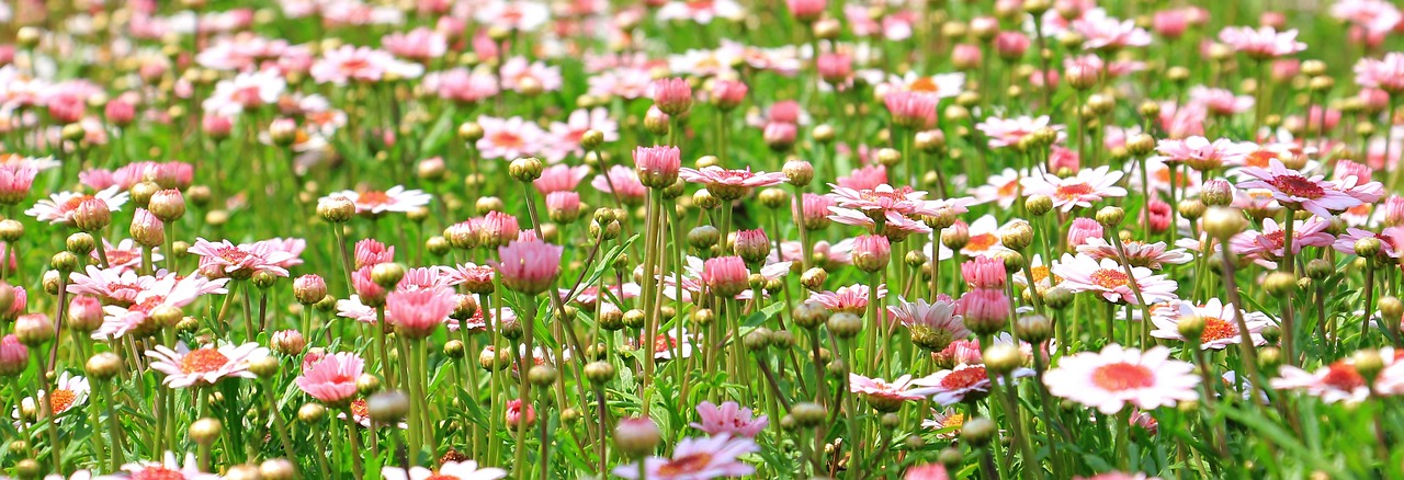 Descubriendo el Origen de los Jardines: ¿Qué Nombre Recibe el Lugar donde se Plantan las Flores?