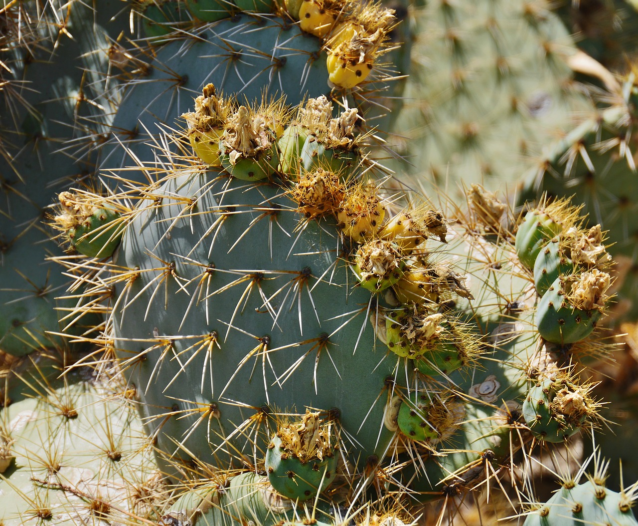 Descubriendo los Cactus Gigantes: ¿Cuáles Son Sus Nombres?