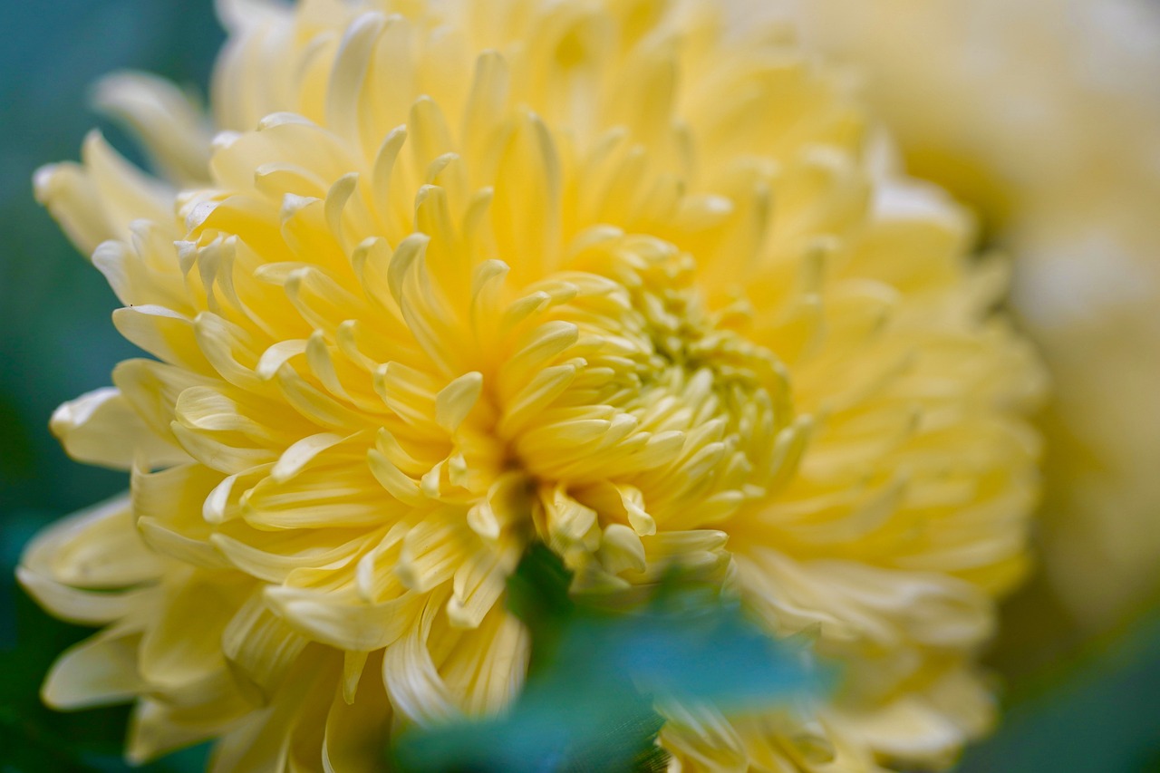 El significado profundo del crisantemo blanco