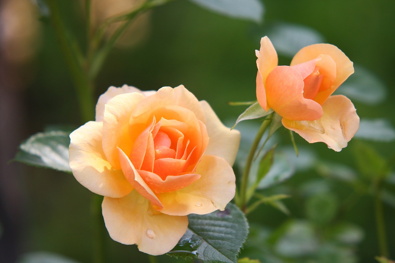 ¿Cómo y en Qué Momento Plantar Rosas?