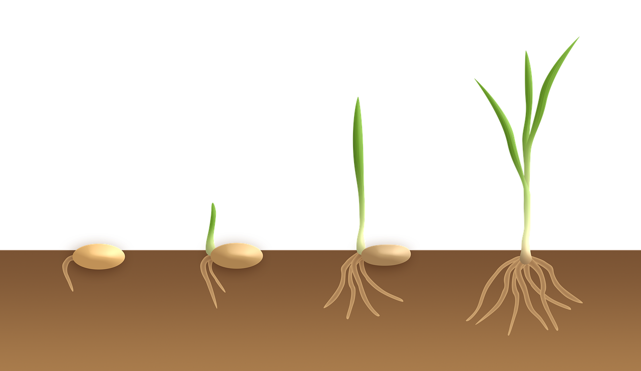 Las 4 Etapas de la Germinación: Un Análisis