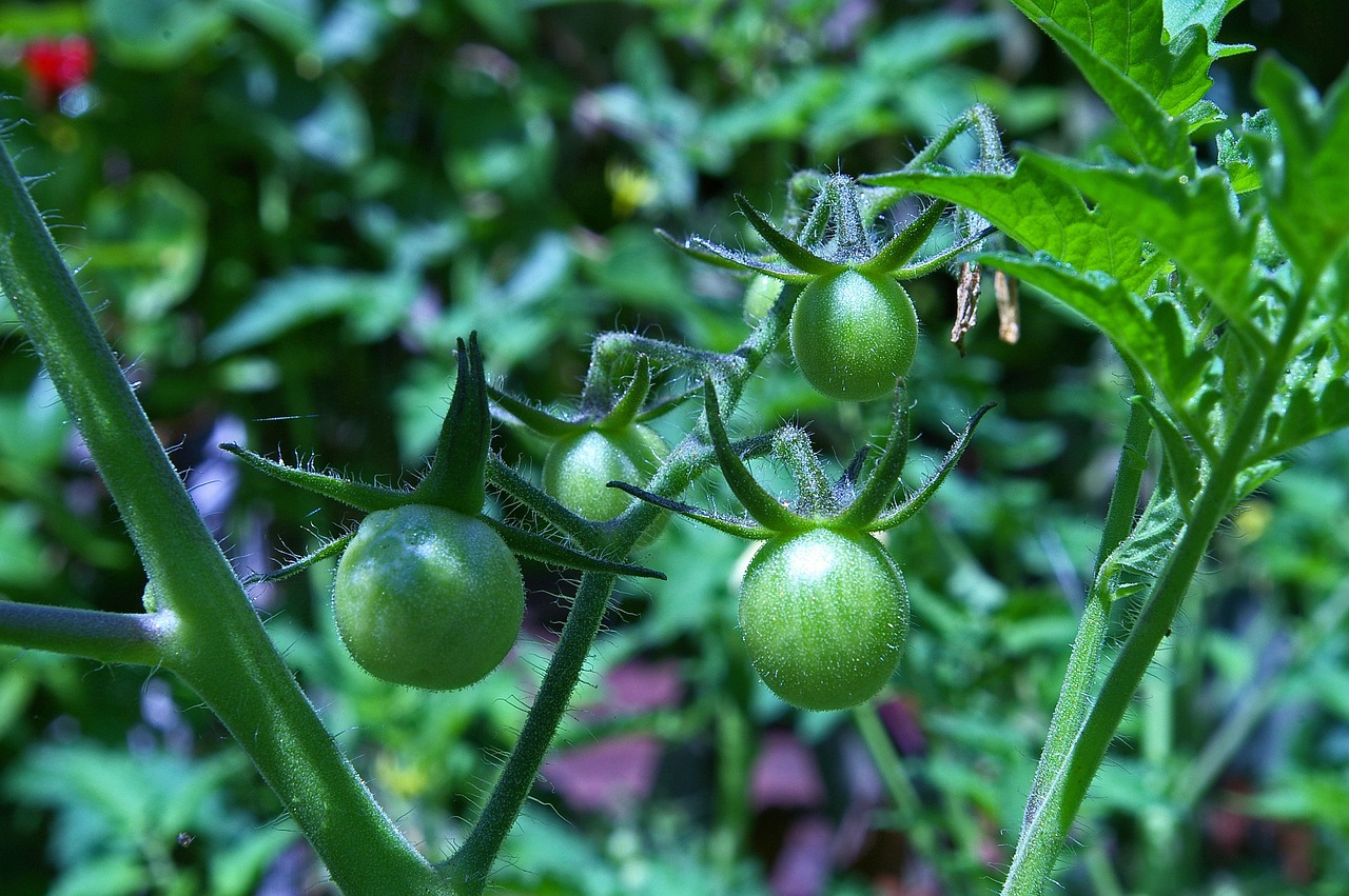 ¿Cómo hacer un buen cultivo de tomates?