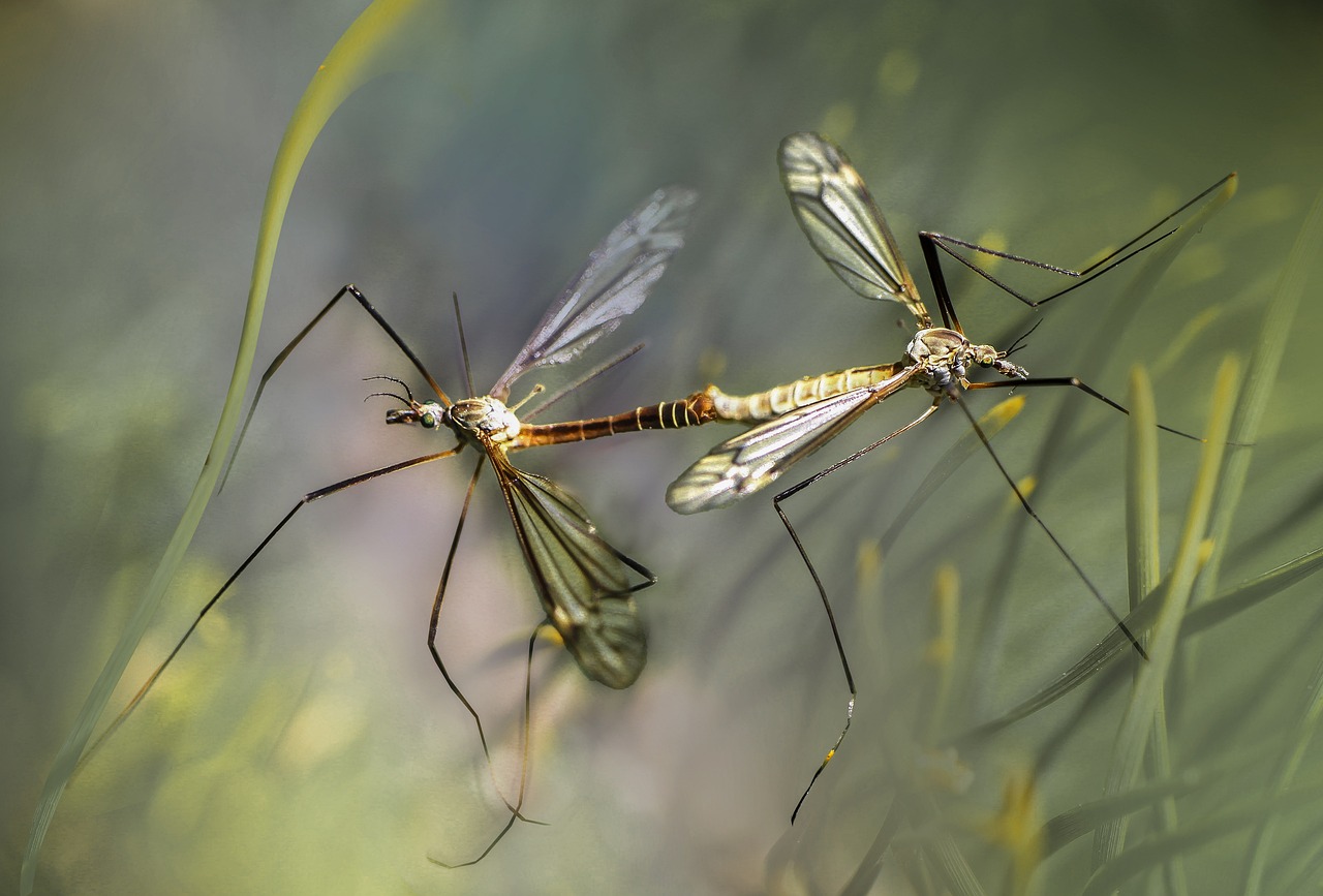 ¿Qué es lo mejor para ahuyentar a los mosquitos?