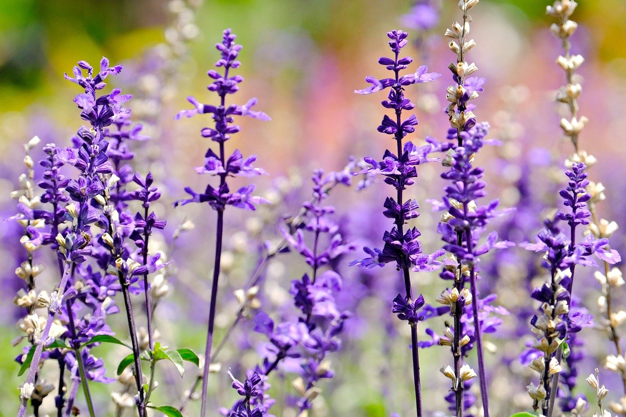 ¿Qué es y para qué sirve la salvia?