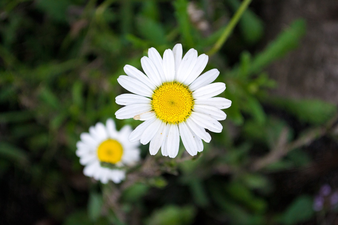 ¿Cómo se pueden sembrar las flores?